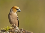 Kernbeisser-Coccothraustes_coccothraustes-maennlich-08_04_2017.jpg
