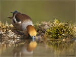 Kernbeisser-Coccothraustes_coccothraustes-maennlich-beim_Trinken.jpg