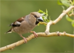 Kernbeisser-Coccothraustes_coccothraustes-weiblich-20_05_2017.jpg