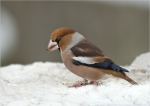 Kernbeisser-Coccothraustes_coccothraustes.jpg