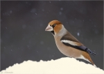 Kernbeisser-Coccothraustes_coccothraustes_001.jpg