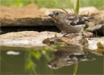 Kernbeisser-Jungvogel-09_06_2020.jpg