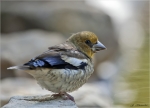 Kernbeisser-Jungvogel-27_05_2020.jpg