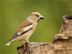 Kernbeisser-hawfinch-01_Juni_2016.jpg