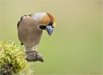 Kernbeisser-hawfinch-02_04_2017.jpg