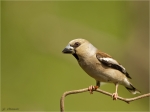 Kernbeisser-hawfinch-04_Juni_2015-Coccothraustes_coccothraustes.jpg