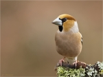 Kernbeisser-hawfinch-05_02_2017.jpg