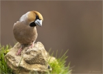 Kernbeisser-hawfinch-06_02_2018.jpg
