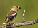 Kernbeisser-hawfinch-07_Juni_2016.jpg