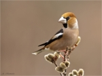 Kernbeisser-hawfinch-10_02_2018~0.jpg
