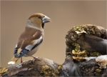 Kernbeisser-hawfinch-12_02_2018.jpg