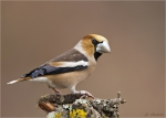 Kernbeisser-hawfinch-13_02_2017.jpg