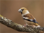 Kernbeisser-hawfinch-18_02_2017.jpg