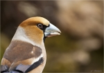 Kernbeisser-hawfinch-19_03_2016.jpg