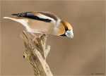 Kernbeisser-hawfinch-19_03_2018.jpg