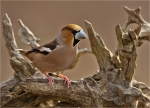 Kernbeisser-hawfinch-27_02_2018.jpg