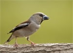 Kernbeisser-hawfinch-28_05_2016.jpg