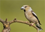 Kernbeisser-hawfinch-31_05_2016.jpg