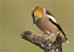 Kernbeisser-hawfinch-Maennchen-12_April_2017.jpg