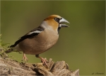 Kernbeisser-hawfinch-Maennchen-Mai_2020.jpg