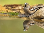 Kernbeisser-hawfinch-am_Wasser-April_2020.jpg