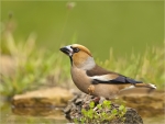 Kernbeisser-hawfinch-am_Wasser.jpg