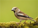 Kernbeisser-hawfinch-auf_Moos.jpg