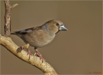 Kernbeisser-hawfinch-female-11_04_2018.jpg