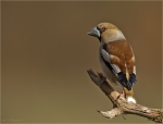 Kernbeisser-hawfinch-female-12_04_2018.jpg