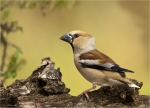 Kernbeisser-hawfinch-female-12_04_2020.jpg