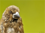 Kernbeisser-hawfinch-frisch_gebadet-Portrait.jpg