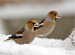 Kernbeisser-hawfinch-im_Schnee.jpg