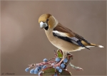 Kernbeisser-hawfinch-im_Schneeregen.jpg