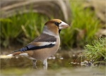 Kernbeisser-hawfinch-maennlich-13_11_2017.jpg