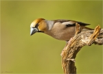 Kernbeisser-hawfinch-maennlich-19_April_2017.jpg