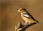Kernbeisser-hawfinch-maennlich-22_11_2017.jpg