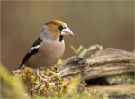 Kernbeisser-hawfinch-male-13_11_2017.jpg