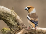 Kernbeisser-hawfinch-male-17_03_2018.jpg