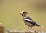 Kernbeisser-hawfinch-male-19_12_2017.jpg