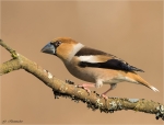 Kernbeisser-hawfinch-male-25_03_2018.jpg