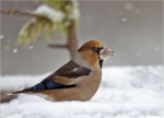 Kernbeisser-hawfinch-male-im_Schnee-10_12_2017.jpg