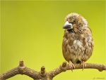 Kernbeisser-hawfinch-nach_dem_Bad-01_06_2016.jpg