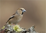 Kernbeisser-hawfinch-weiblich-02_04_2017.jpg
