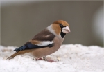 Kernbeisser-hawfinch.jpg