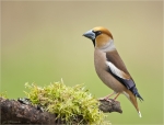 Kernbeisser-maennlich-hawfinch-02_April_2017.jpg