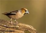 Kernbeisser-maennlich-hawfinch-07_04_2017.jpg