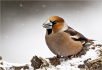 Kernbeisser_male_10_02_2021.jpg