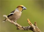 Kernbeissermaennchen-hawfinch-12_April_2017.jpg