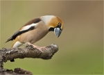 Kernbeissermaennchen-hawfinch-Blick_nach_unten.jpg