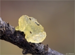 Kerndruesling-Myxarium_nucleatum-2014.jpg